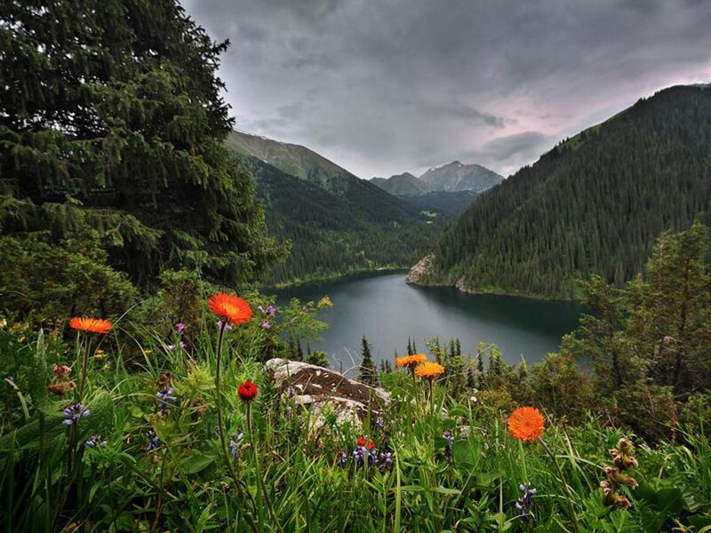 Wildflowers by Mountain Lake