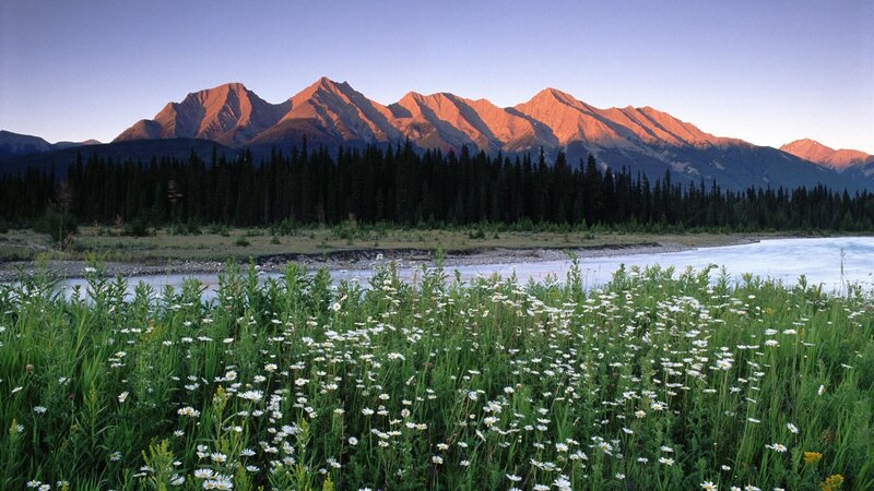 Wildflowers by River — Green, Serene, Sunset