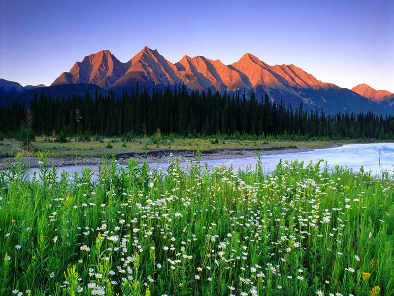 Wildflowers by River — Green