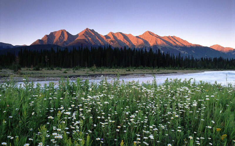 Wildflowers by River