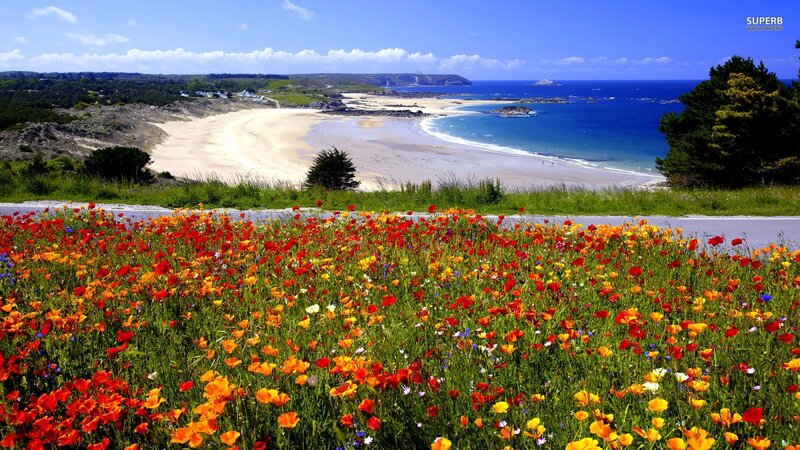 Wildflowers by the Beach — Red