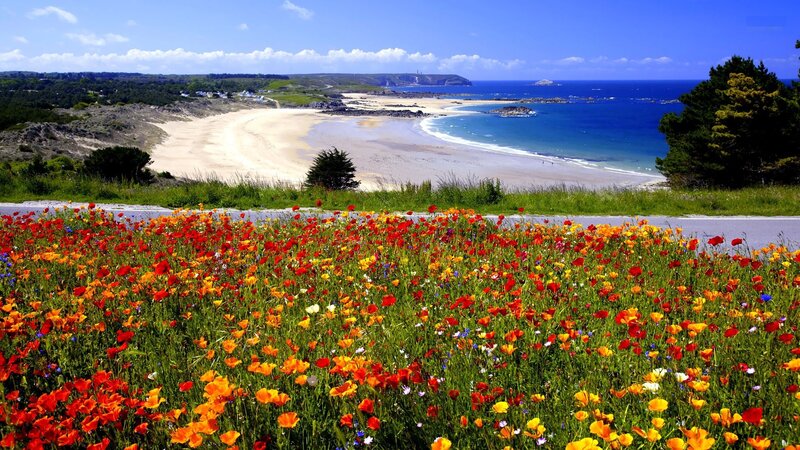 Wildflowers by the Beach