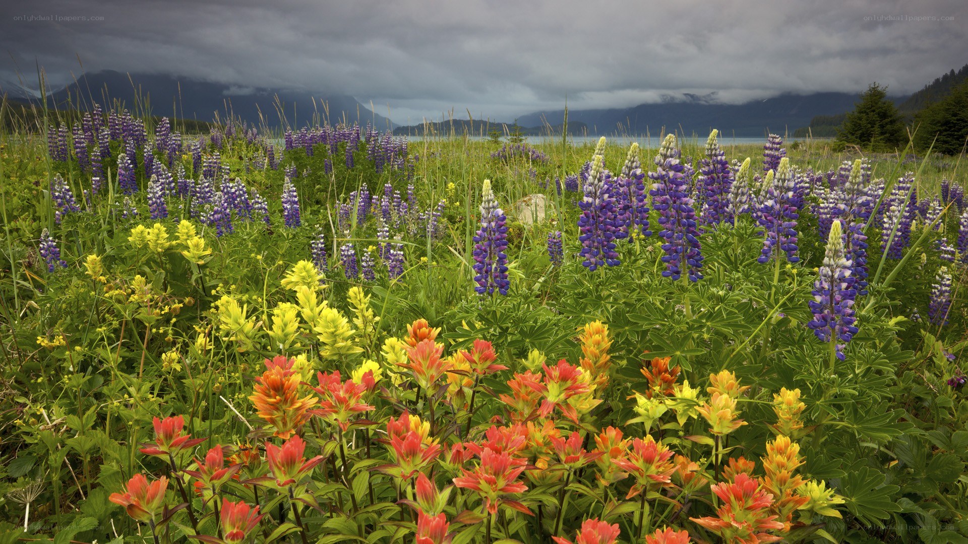 Wildflowers by the lake