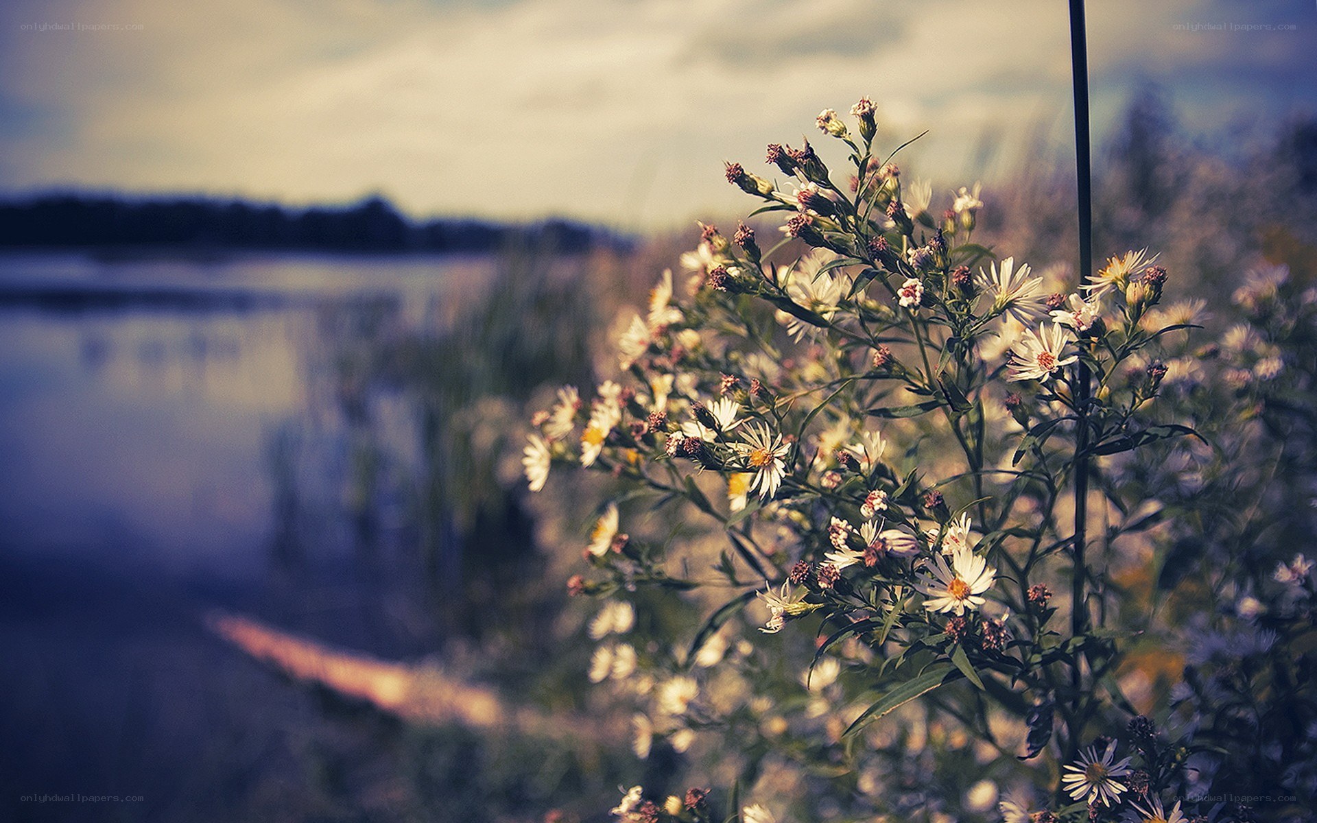 Wildflowers by the lake