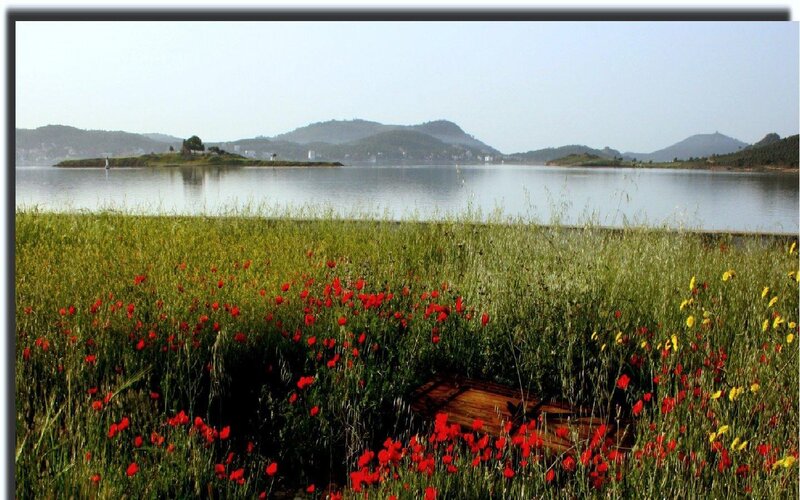 Wildflowers by the lake