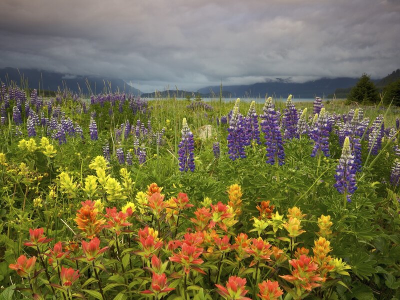 Wildflowers by the lake