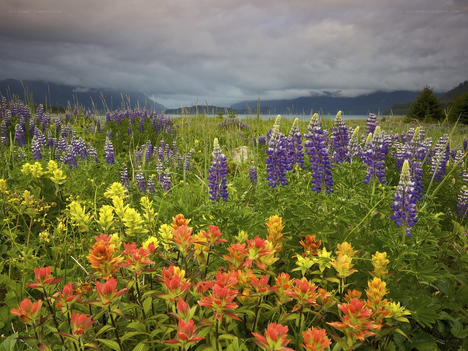 Wildflowers by the lake