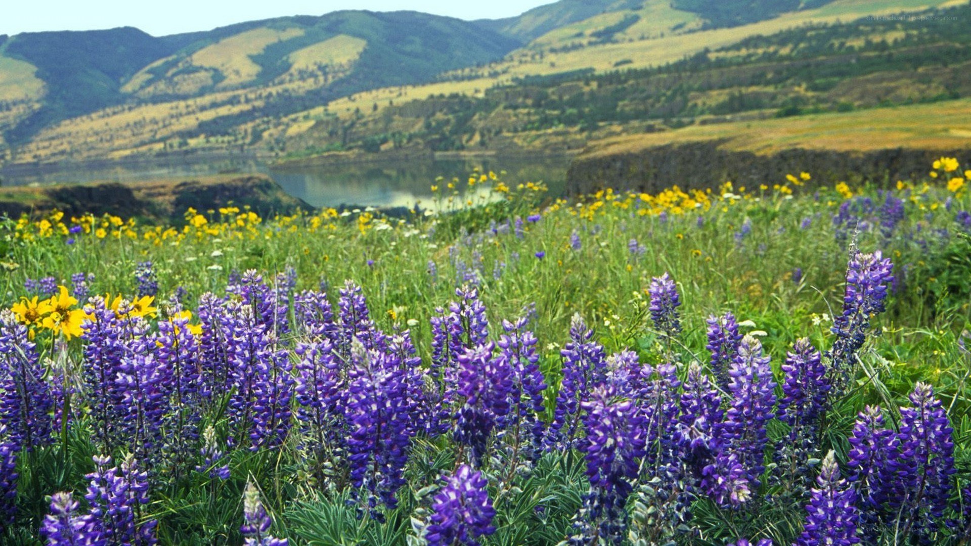 Wildflowers by the river