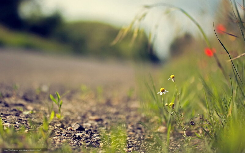 Wildflowers by the roadside