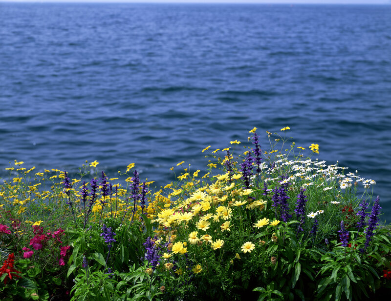 Wildflowers by the Sea — Blue