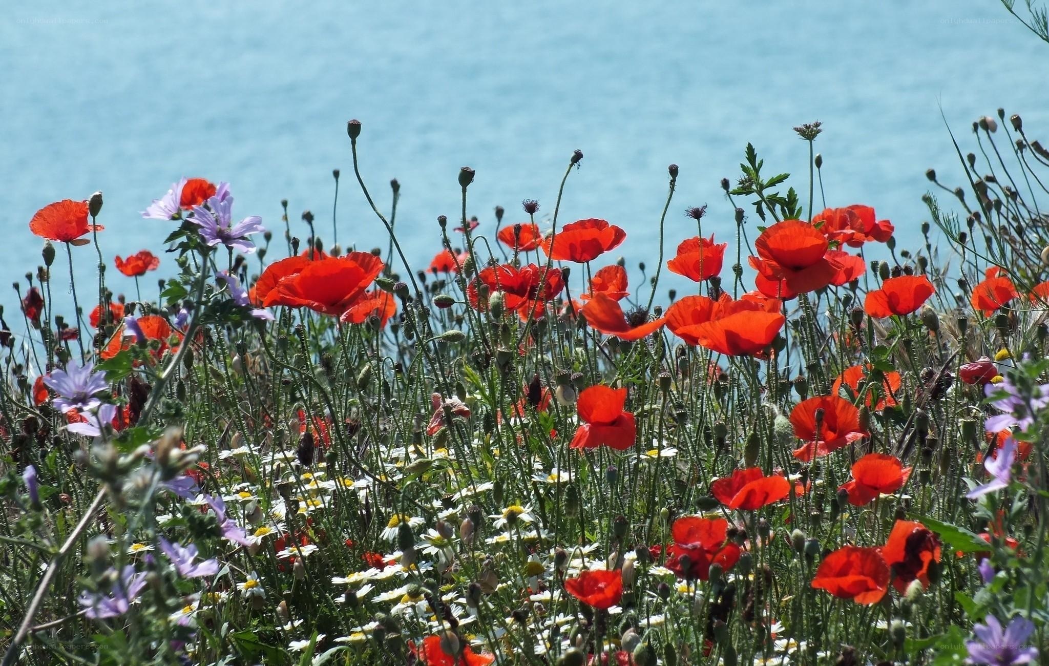 Wildflowers by the sea
