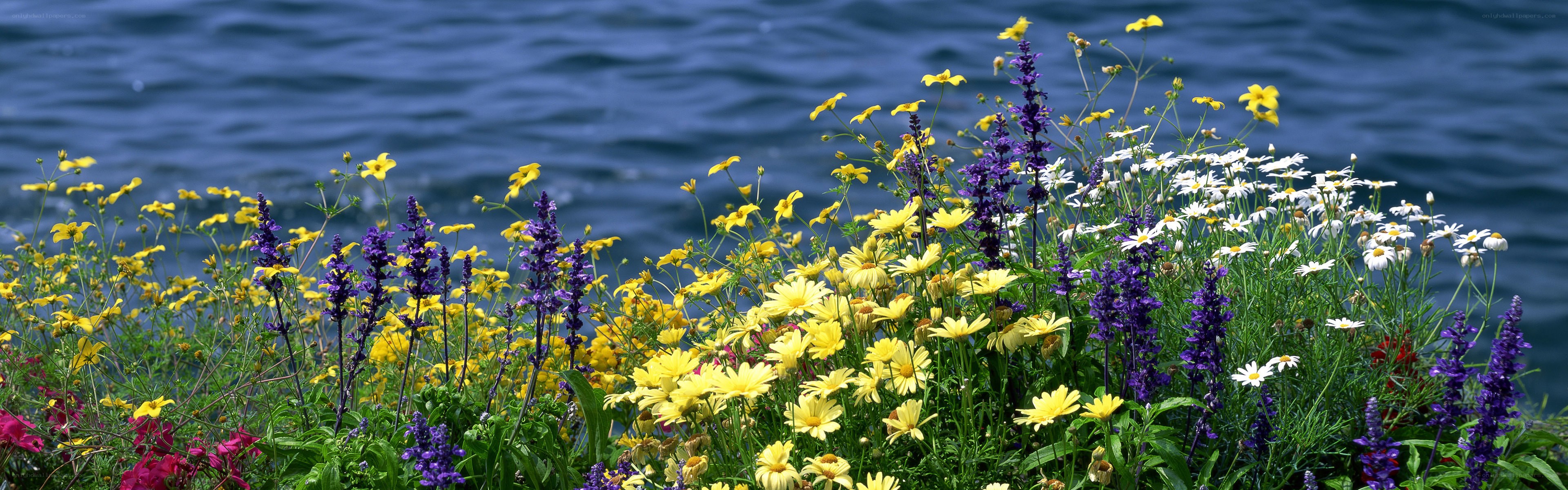 Wildflowers by the water