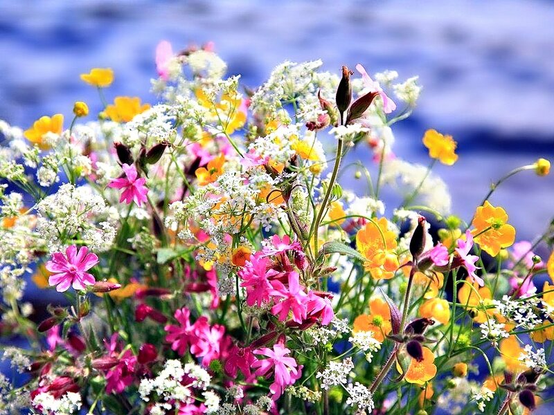 Wildflowers by Water