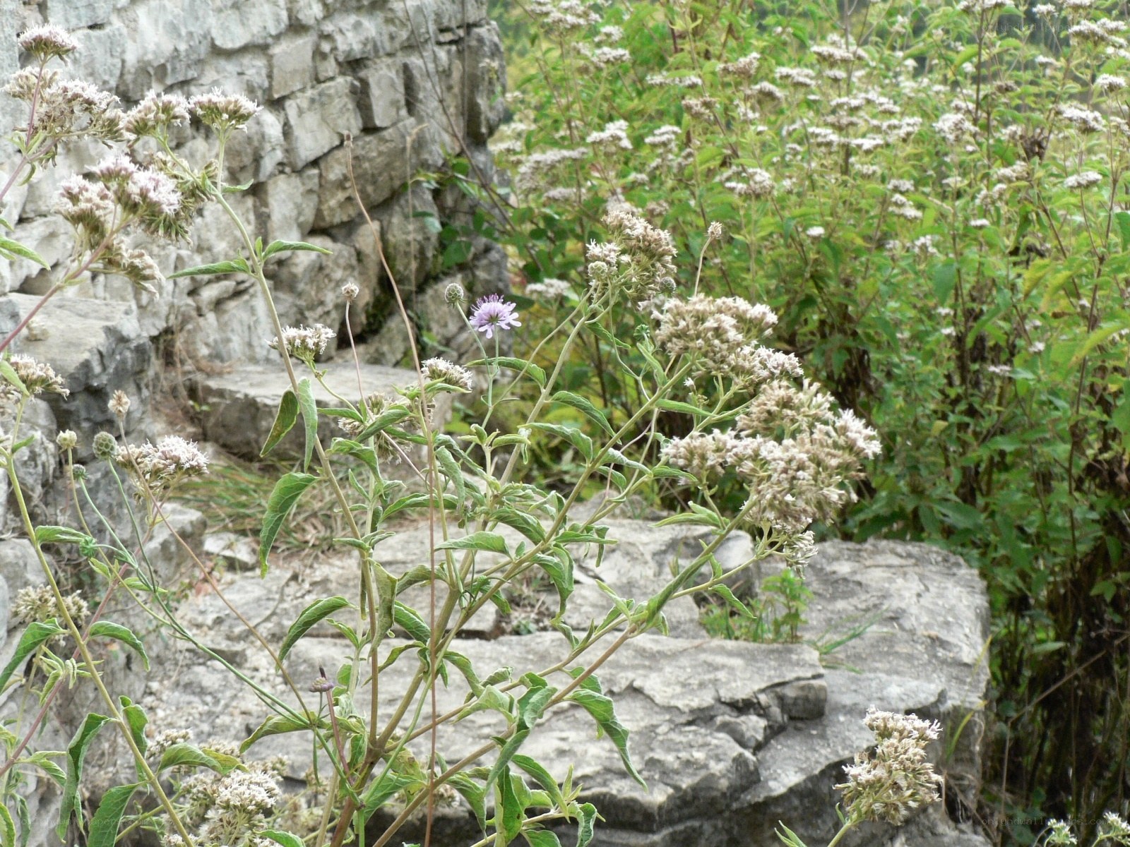 Wildflowers growing on a stone wall