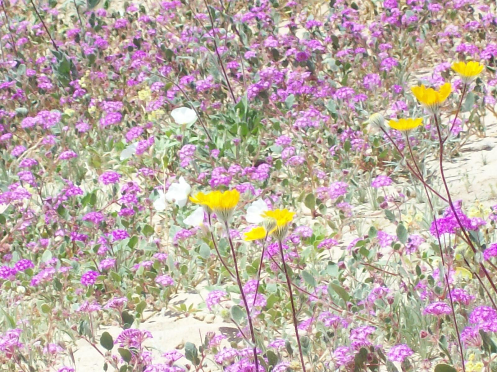 Wildflowers in a desert bloom