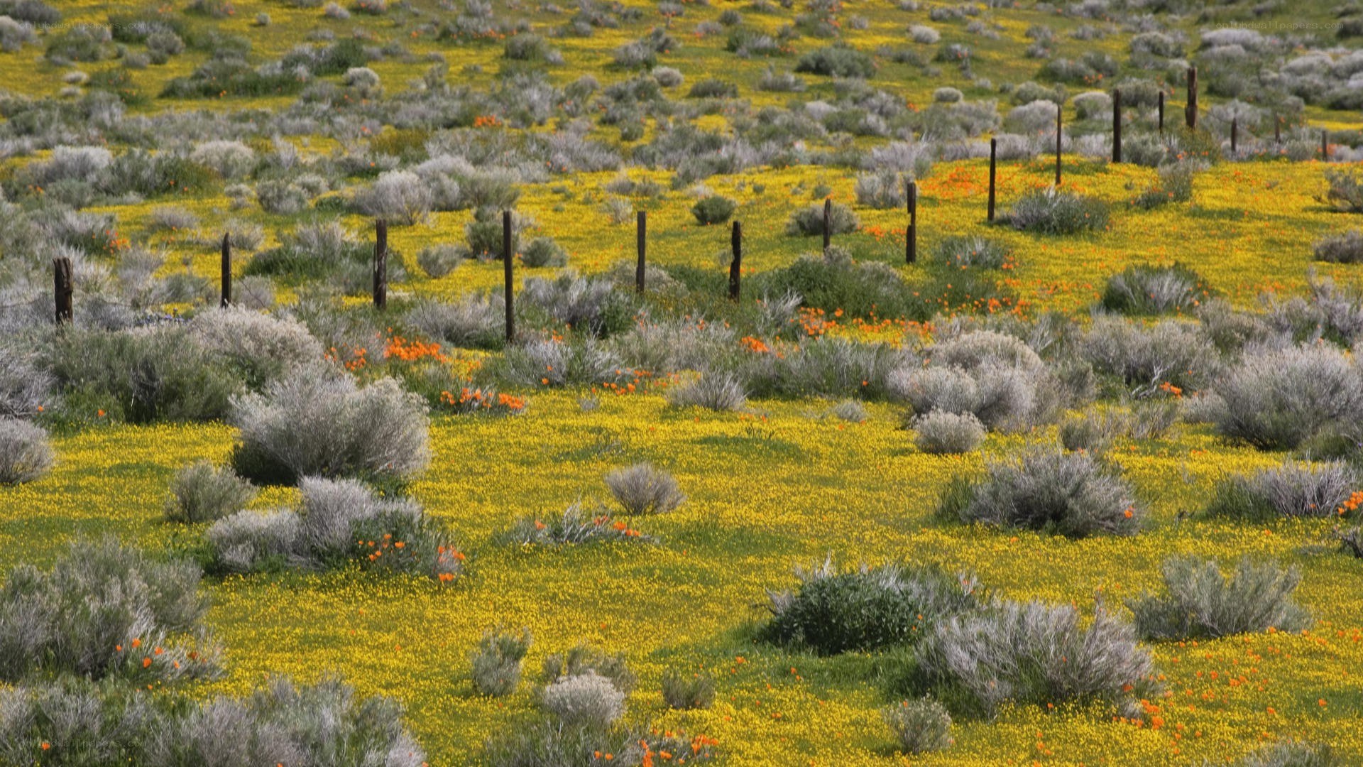 Wildflowers in a desert field