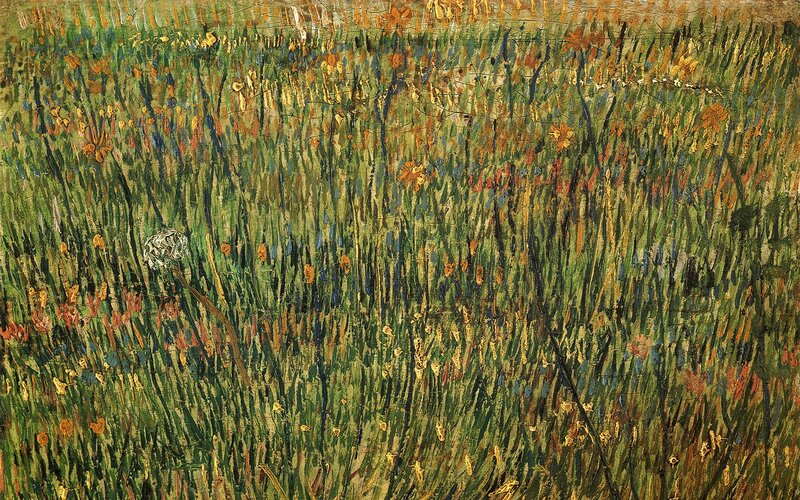 Wildflowers in a Field