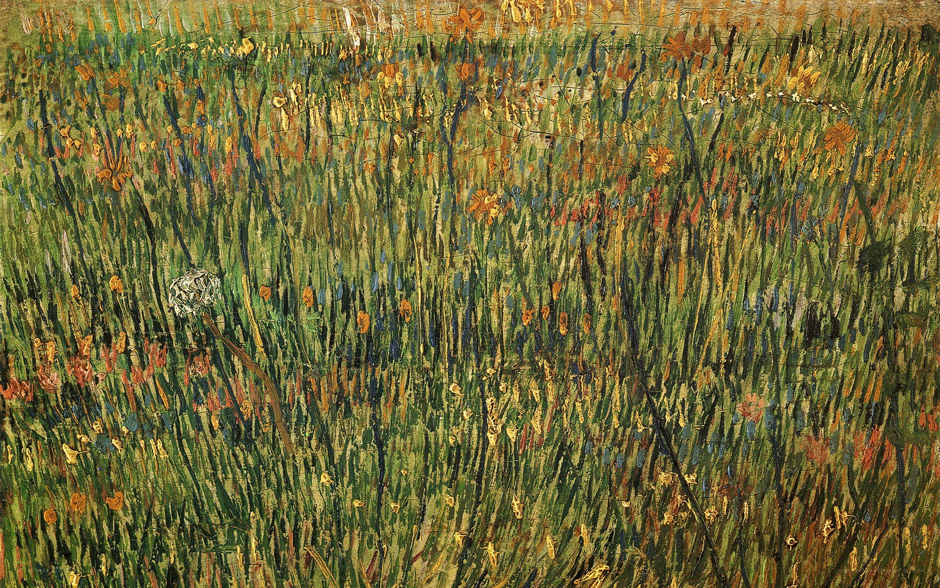 Wildflowers in a Field