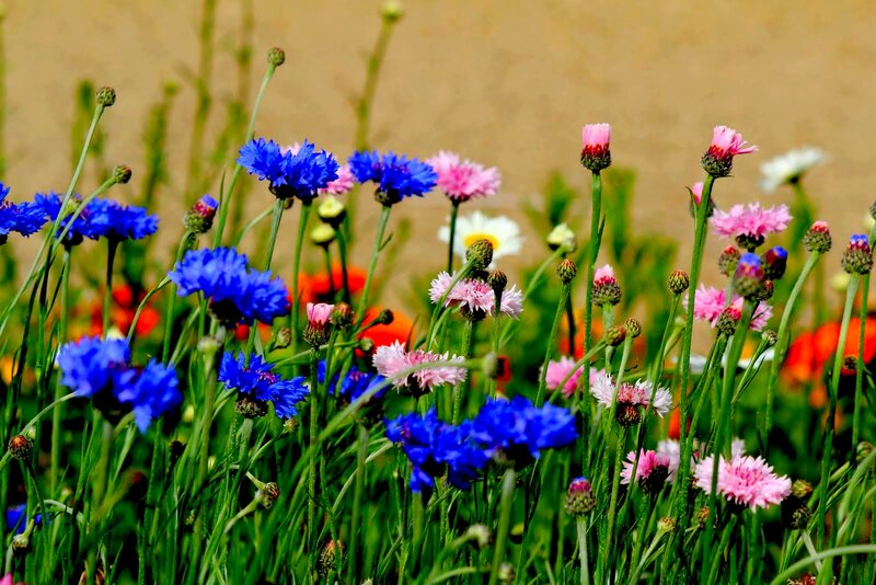 Wildflowers in a Field — Blue, Calm