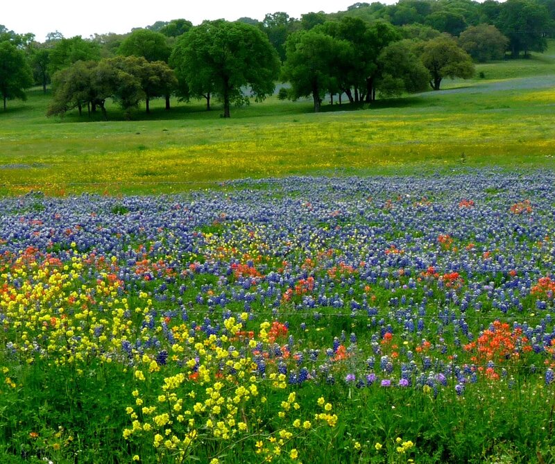 Wildflowers in a Field — Blue, Serene, Spring, Photograph