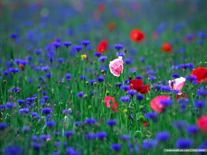 Wildflowers in a Field — Blue, Serene, Spring