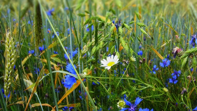 Wildflowers in a Field — Blue, Serene, Summer