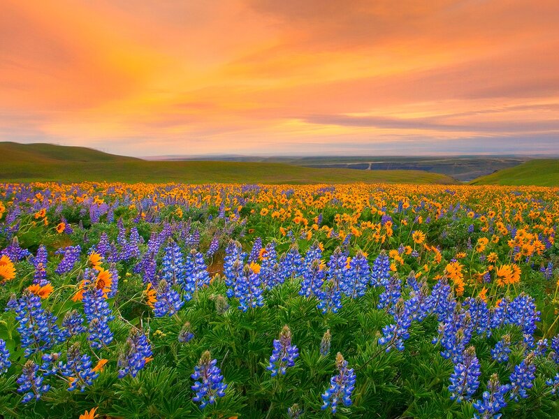 Wildflowers in a Field — Blue, Serene, Sunrise
