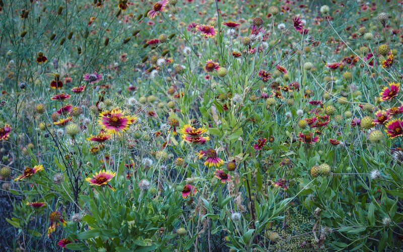 Wildflowers in a Field — Green, Natural, Afternoon