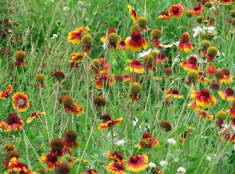 Wildflowers in a Field — Green, Natural, Summer