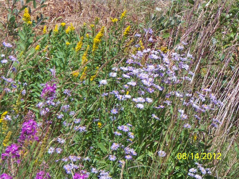 Wildflowers in a Field — Green, Natural