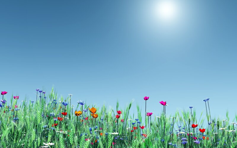 Wildflowers in a Field — Green, Serene, Afternoon, Digital Art, Sun, Sky