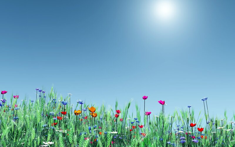 Wildflowers in a Field — Green, Serene, Afternoon, Digital Art, Sun
