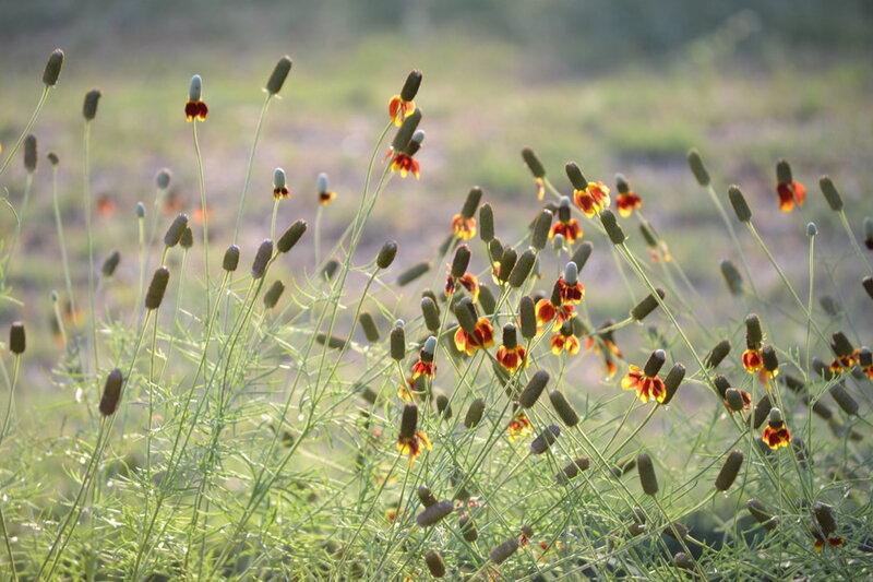 Wildflowers in a Field — Green, Serene, Afternoon, Photograph, Green Stems