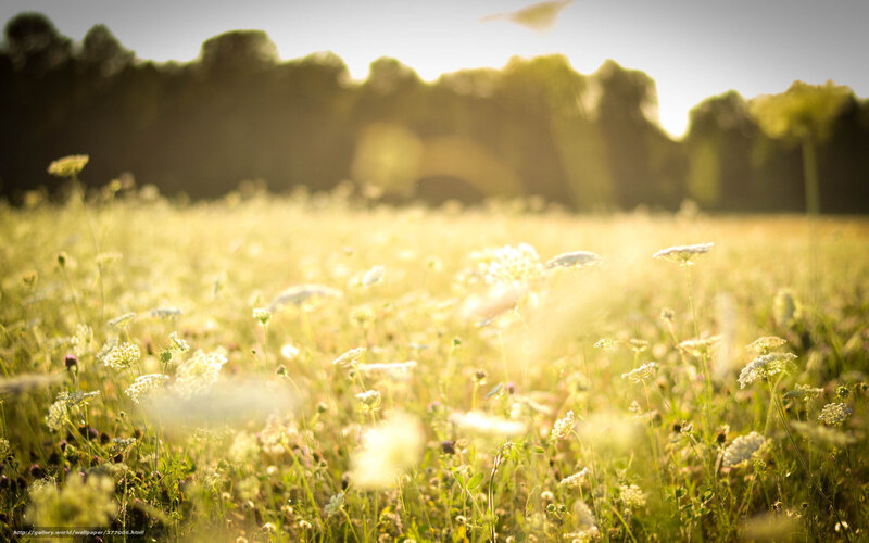 Wildflowers in a Field — Green, Serene, Afternoon, Photograph, Sunlight