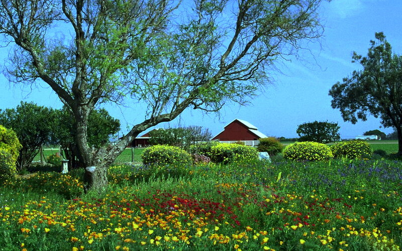 Wildflowers in a Field — Green, Serene, Afternoon, Photograph