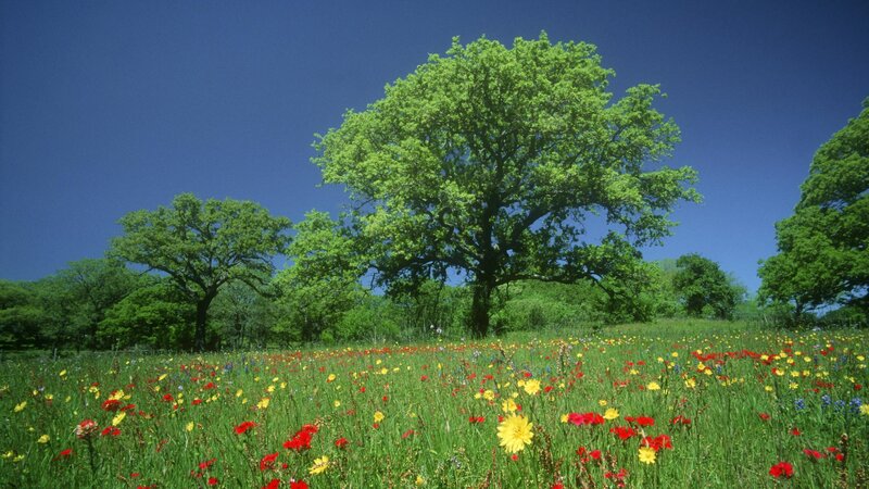 Wildflowers in a Field — Green, Serene, Afternoon, Photograph, Trees