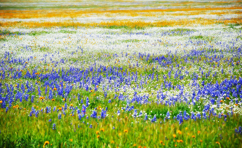 Wildflowers in a Field — Green, Serene, Spring