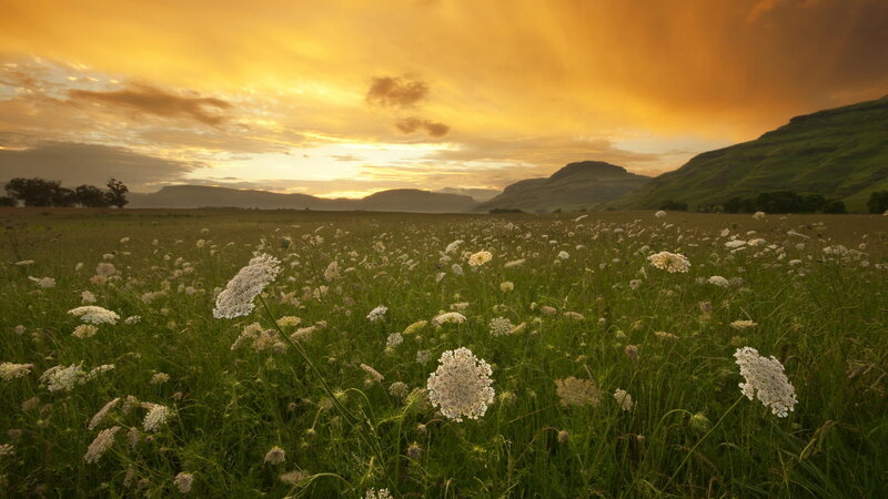 Wildflowers in a Field — Green, Serene, Sunset, Photograph