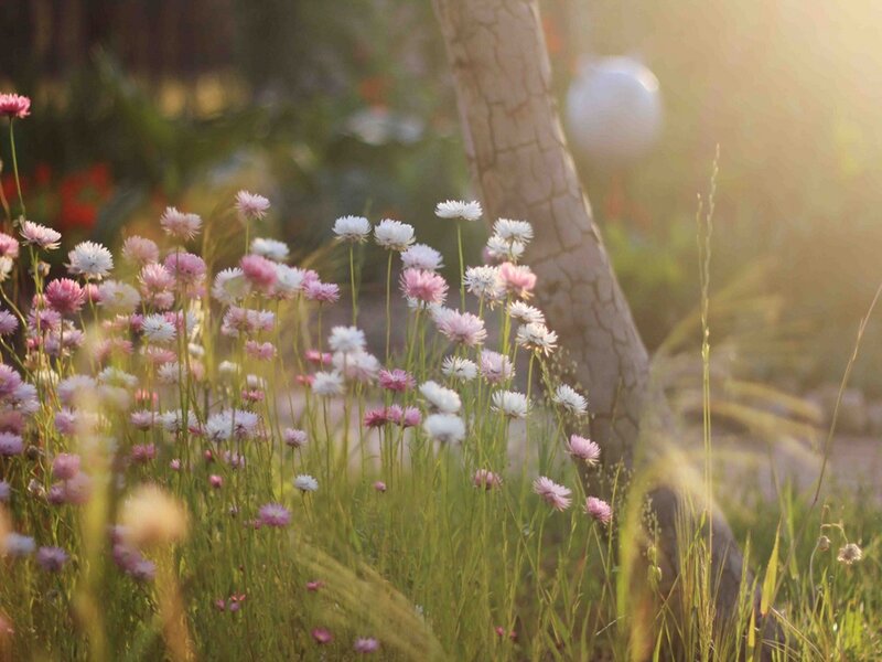 Wildflowers in a Field — Green, Serene, Sunset, Photograph, Tree Trunk
