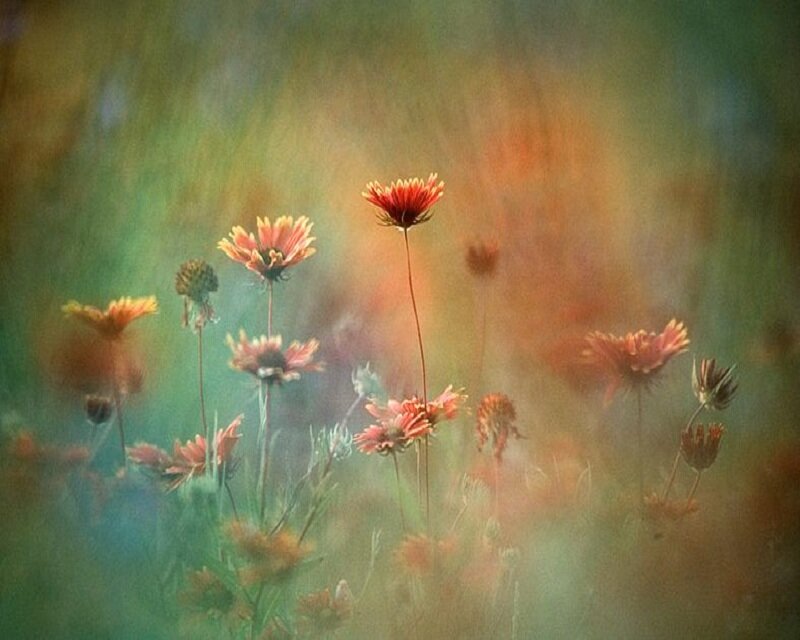 Wildflowers in a Field — Green, Serene, Sunset