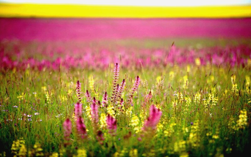 Wildflowers in a Field — Green, Serene