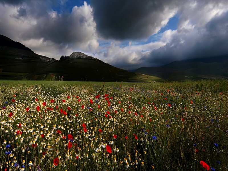 Wildflowers in a Field — Green