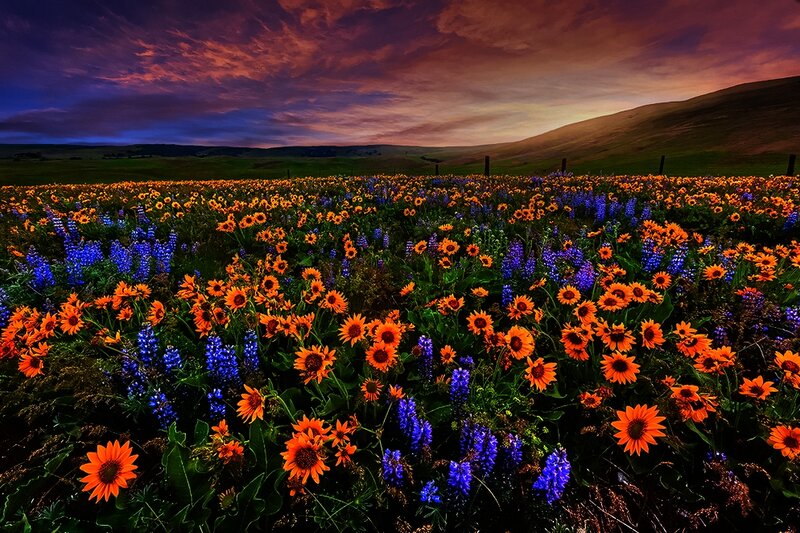 Wildflowers in a Field — Orange, Dramatic
