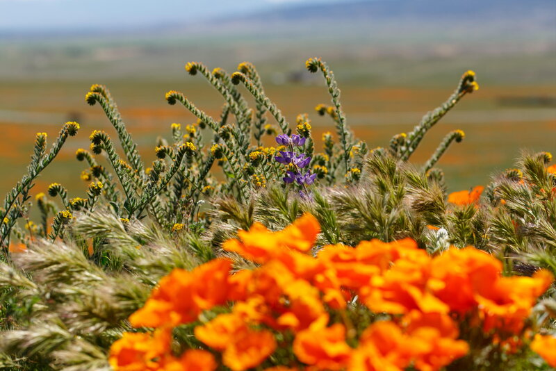 Wildflowers in a Field — Orange, Serene, Spring, Photograph