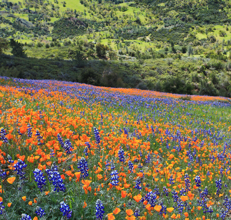 Wildflowers in a Field — Orange, Serene, Spring
