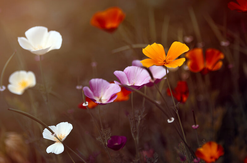 Wildflowers in a Field — Orange, Serene, Sunset