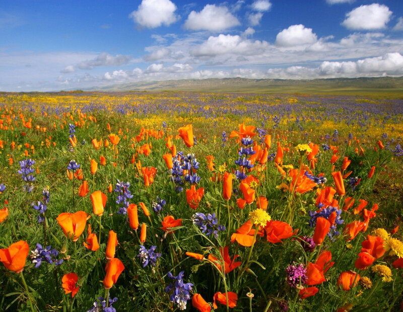 Wildflowers in a Field — Orange, Serene