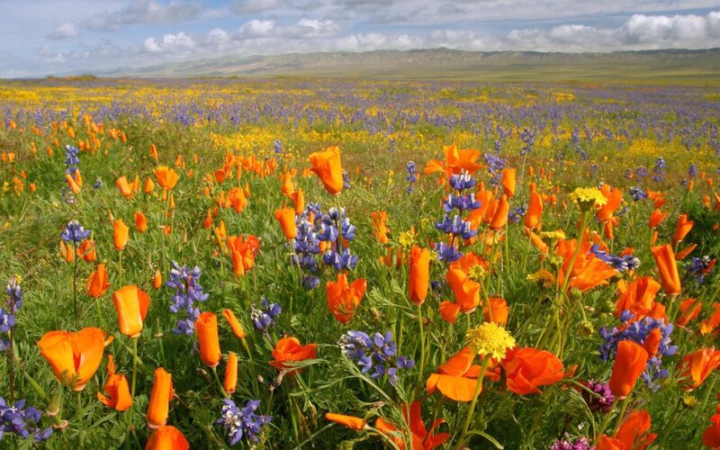 Wildflowers in a Field — Orange