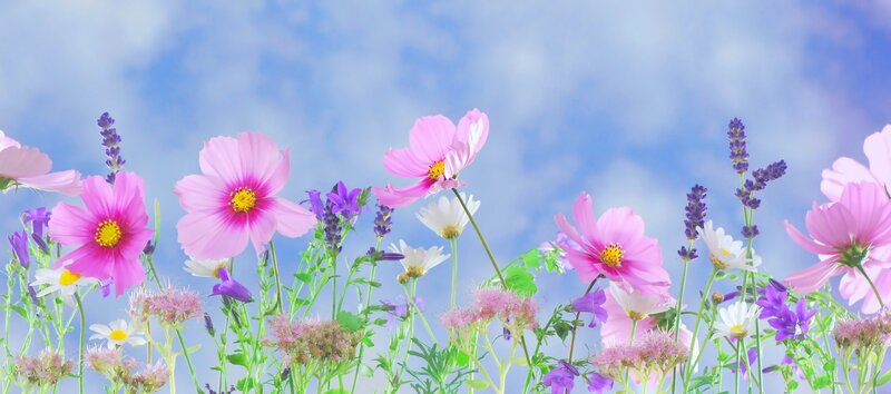 Wildflowers in a Field — Pink, Serene, Spring