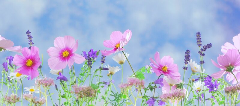Wildflowers in a Field — Pink, Serene
